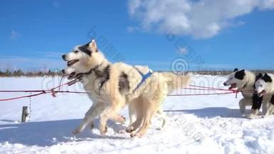 狗所驾驭的狗会滋生带有人的哈士奇拉力雪橇，慢动作，视频循环